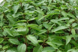 Với mức giá thấp và nguồn cung dồi dào, rau đay lâu nay chủ yếu phục vụ tiêu dùng nội địa, chưa được chú trọng phát triển thành sản phẩm hàng hóa có giá trị cao. Ảnh TPDX