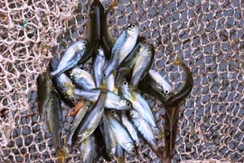 Từng là món ăn nhà nghèo, loài cá bé bằng đầu đũa nay giá có 400.000 đồng/kg