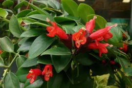 Loài cây treo đỏ rực như thỏi son khiến dân căn hộ mê mẩn săn tìm