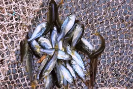 Từng là món ăn nhà nghèo, loài cá bé bằng đầu đũa nay giá có 400.000 đồng/kg