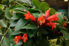 Loài cây treo đỏ rực như thỏi son khiến dân căn hộ mê mẩn săn tìm