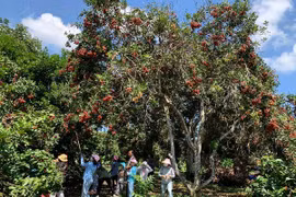 Miệt vườn miền Tây vào mùa trái chín, hút khách tấp nập