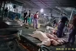 Thịt lợn bệnh tiềm ẩn nhiều vi khuẩn, ký sinh trùng nguy hiểm