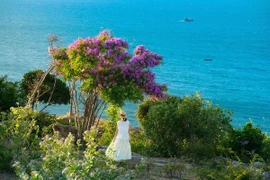 Hoa bằng lăng nhuộm tím Mũi Dinh, điểm đến không thể bỏ lỡ hè này