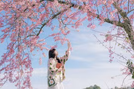 Đà Lạt ra mắt bản đồ số mai anh đào, du khách săn hoa theo thời gian thực