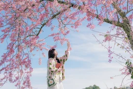 Đà Lạt ra mắt bản đồ số mai anh đào, du khách săn hoa theo thời gian thực