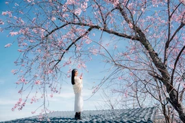 Để có trải nghiệm ngắm mai anh đào trọn vẹn, du khách nên lựa chọn khung giờ sáng sớm, từ khoảng 6h đến 9h, khi ánh sáng dịu và hoa giữ được sắc hồng tự nhiên nhất. Trang phục sáng màu, đơn giản giúp tổng thể bức ảnh hài hòa với phông nền hoa. Ngoài ra, việc theo dõi thông tin từ các hội nhóm du lịch Đà Lạt cũng giúp du khách chủ động cập nhật những khu vực hoa đang vào độ nở đẹp. Ảnh Đồng Ngô