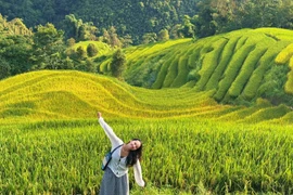 Trốn khỏi đông đúc, đến Séo Chong Hô thưởng lúa chín Tây Bắc