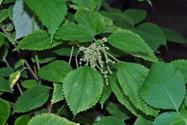 Từng mọc dại ven đường, lá gai nay thành 'vàng xanh', giá 270.000 đồng/kg