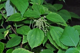 Từng mọc dại ven đường, lá gai nay thành 'vàng xanh', giá 270.000 đồng/kg