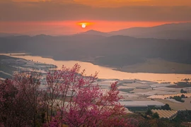 Đến Mộng Đào Nguyên ngắm mai anh đào khoe sắc, chọn đi tour hay tự túc?