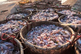 Thủy sản Việt thu 1,7 tỷ USD đầu 2026, tăng trưởng hơn 20%