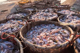 Thủy sản Việt thu 1,7 tỷ USD đầu 2026, tăng trưởng hơn 20%