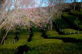 Mai anh đào nở sớm, Đà Lạt gọi mời du khách săn hoa cuối năm