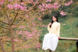 Mai anh đào khoe sắc trước Tết, xóm Mừng thành điểm check-in hút khách