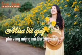 [INFOGRAPHIC] Mùa dã quỳ phủ vàng miệng núi lửa triệu năm