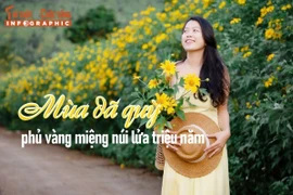 [INFOGRAPHIC] Mùa dã quỳ phủ vàng miệng núi lửa triệu năm