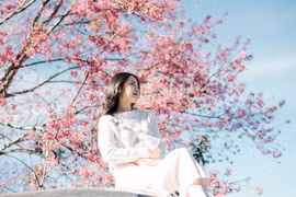 Nơi đây tập trung hàng trăm gốc mai anh đào lâu năm, nhiều cây đã bén rễ và gắn bó với mảnh đất này suốt hàng chục năm, trở thành điểm mai anh đào khoe sắc sớm nhất mỗi khi xuân về. Ảnh Mei Lương