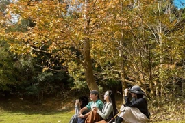 Mê mẩn rừng Phong Hương Quảng Trị mùa lá đổi sắc đẹp tựa châu Âu