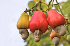 Nhu cầu hạt dinh dưỡng tăng cao, hạt điều Việt thu hơn 500 triệu USD