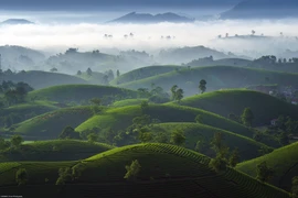 Hàng trăm quả đồi nhỏ to nhỏ, trập trùng như xếp chồng nhau, tạo nên quần thể xanh mướt, vừa hùng vĩ vừa tinh tế, khiến Long Cốc được ví như “thiên đường chè” của miền Bắc. Ảnh Trần Linh
