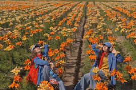 Cánh đồng hoa ly nở rộ ở Hải Phòng, hút du khách đến sống ảo