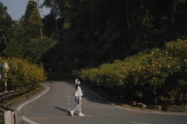 Cuối tuần lên Ba Vì, đắm chìm trong sắc vàng dã quỳ