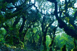 Những ai yêu thích nhiếp ảnh thiên nhiên sẽ tìm thấy những góc máy như tranh, nơi ánh sáng và mây sương hòa quyện, tạo nên những bức hình đậm chất điện ảnh. Ảnh Cuong Nguyen