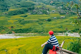 Say đắm mùa lúa chín trên triền núi Lào Cai