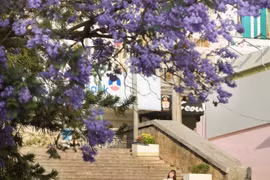 Đà Lạt vào mùa phượng tím, tour ngắm hoa giá chỉ từ 1,5 triệu đồng