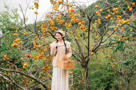 Đà Lạt mùa hồng rực rỡ, du khách hóa cô thôn nữ giữa phố núi mộng mơ