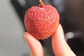 Mẹo chọn vải thiều tươi, ngọt lịm, ăn một lần là mê