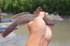 Loài cá biết leo cây, chạy trên cạn gây sốt, giá tới 600.000 đồng/kg