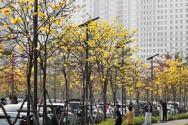 Phong linh nở rộ nhuộm vàng góc phố, người dân nô nức tới check-in