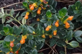 Loài cây hoa như cá vàng, giá rẻ bất ngờ nhưng được săn lùng vì hút tài lộc