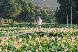 Ngắm sen nở, lúa chín ở Ninh Bình, tour nào hợp ví tiền?