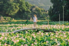 Ngắm sen nở, lúa chín ở Ninh Bình, tour nào hợp ví tiền?