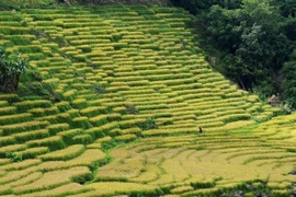 Giữa núi rừng Quảng Ngãi, ruộng bậc thang Ngọc Linh rực rỡ vào mùa