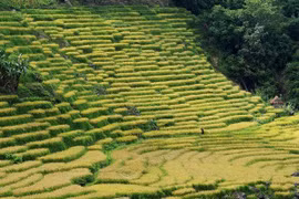 Giữa núi rừng Quảng Ngãi, ruộng bậc thang Ngọc Linh rực rỡ vào mùa