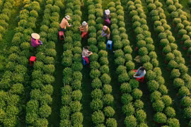 Về Tây Ninh ngắm làng hoa An Cơ vào vụ Tết