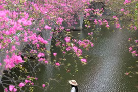 'Thác hoa giấy' rực sắc dưới chân cầu Thủy Tiên khiến du khách đổ xô check-in