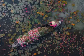 Check-in Tây Ninh mùa hoa súng nở, trải nghiệm miền sông nước đẹp như tranh