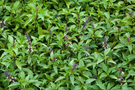 Không chỉ là gia vị, rau húng quế giúp dạ dày 'dễ chịu' hơn