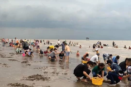 Không chỉ chợ nổi, miền Tây còn có trải nghiệm cào nghêu thú vị khó quên