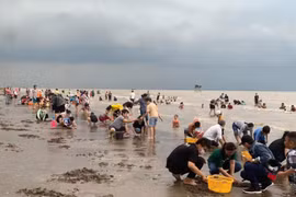 Không chỉ chợ nổi, miền Tây còn có trải nghiệm cào nghêu thú vị khó quên