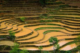 Ngắm ruộng bậc thang Mù Cang Chải mùa nước đổ đẹp ngất ngây