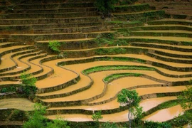 Ngắm ruộng bậc thang Mù Cang Chải mùa nước đổ đẹp ngất ngây