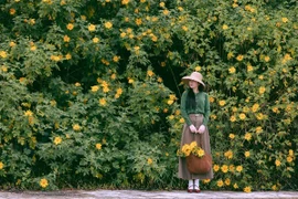 Hoa dã quỳ phủ vàng Đà Lạt, hút nàng thơ đến check-in