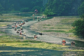 Gợi ý lịch trình khám phá Tam Cốc mùa hoa súng hồng rực