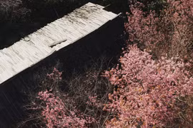 Hoa anh đào nhộm hồng bản Phà Nọi, chọn tour nào để trải nghiệm trọn vẹn?